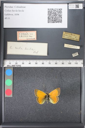 Media type: image;   Entomology 124329